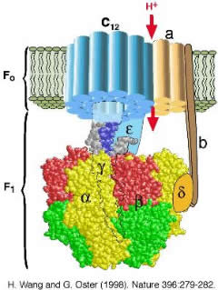 atp synthase