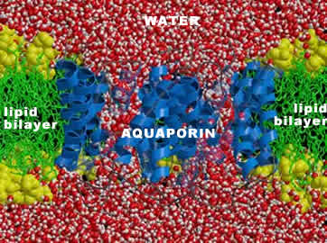 aquaporin