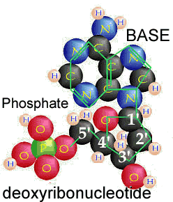 deoxyribonucleotide