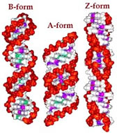 dna