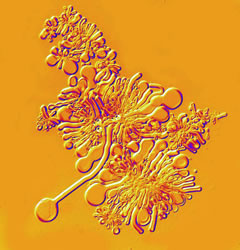 Deamer-lipids