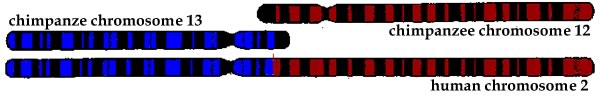 homologous chromosomes human and chimp