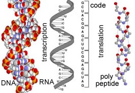 dna