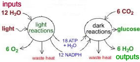 photosynthesis input