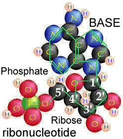 ribonucleotide