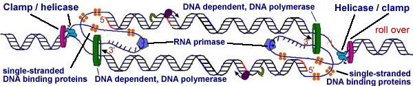 replication fork 1