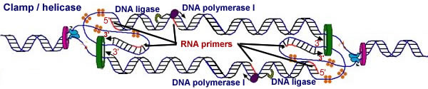 replication fork 2