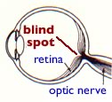 vertebrate retina