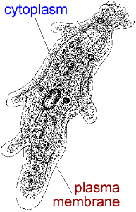 paramecium