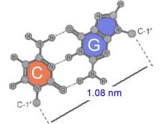 base pair gc