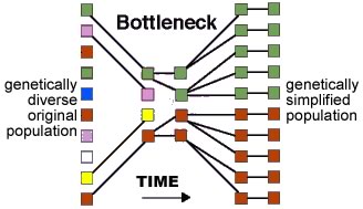 bottleneck