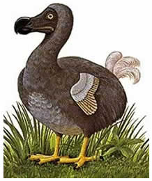 dodo