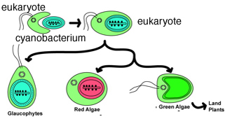 cyano