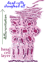 epidermis