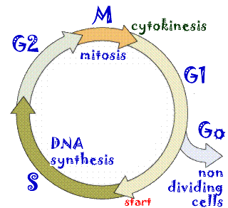 cycle