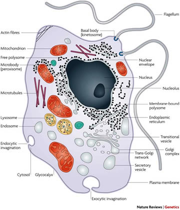 eukaryotic