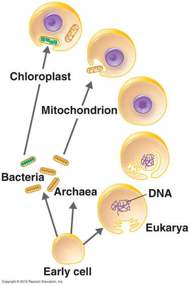 eukaryotic origins