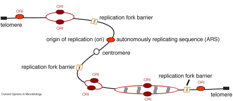 eukaryotic chromosome