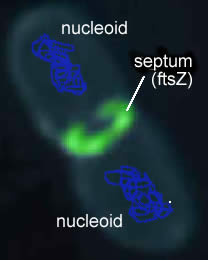 septum in bacteria with ftz