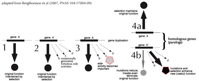 gene duplication and new genes