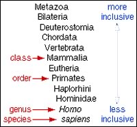 human classification