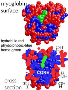 myoglobin