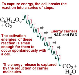 steps in oxidation of sugar