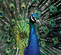 peacock