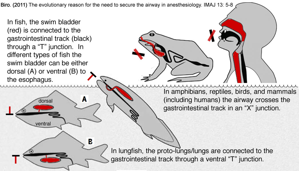 pharyngeal crossing