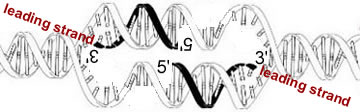 primase 2