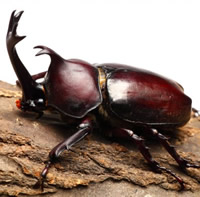 rhinocerus beetle