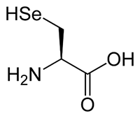 selenocysteine