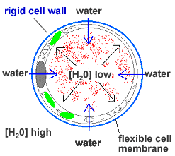 turgor-1