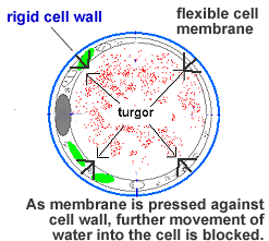 turgor-2