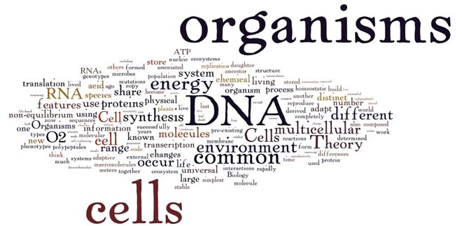 wordle-1