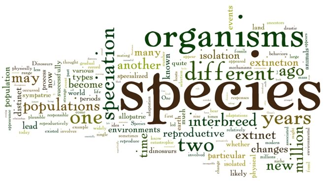 wordle-1